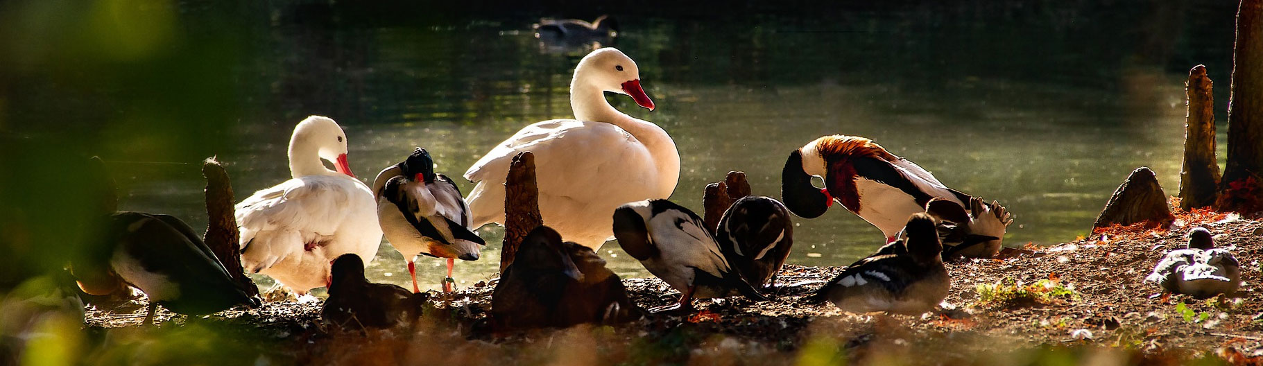 DK英文绘本See How They Grow:Duck（看小动物成长系列之鸭子）下载