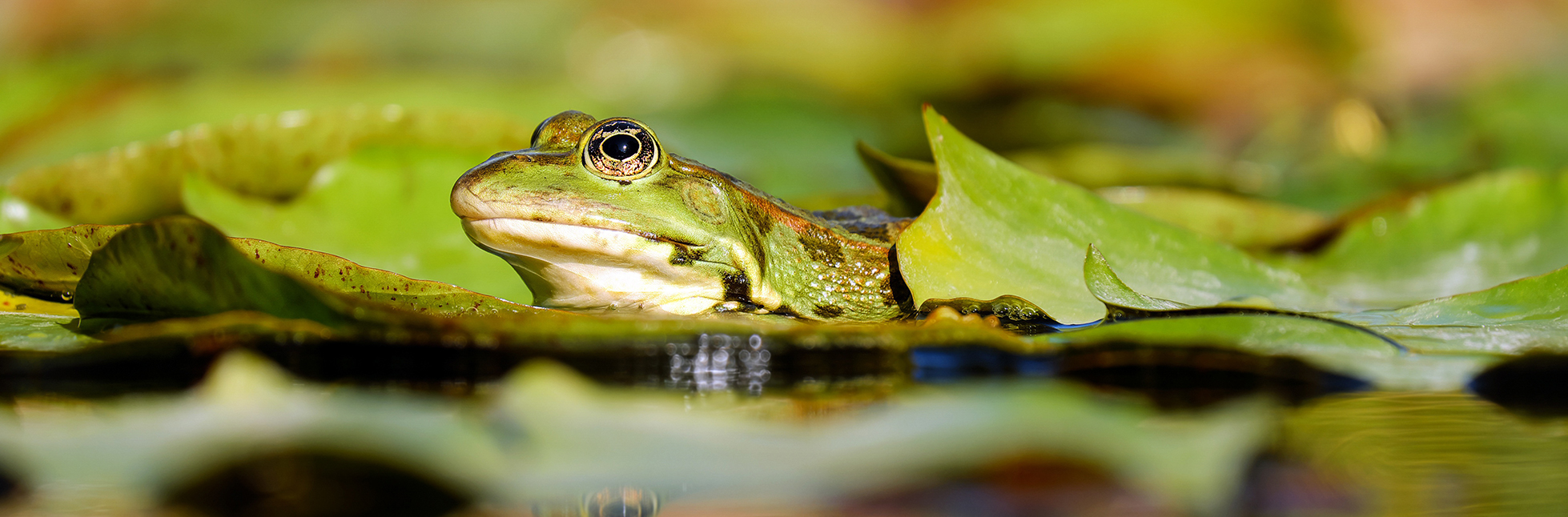 DK英文绘本See How They Grow:Frog（看小动物成长系列之青蛙）下载