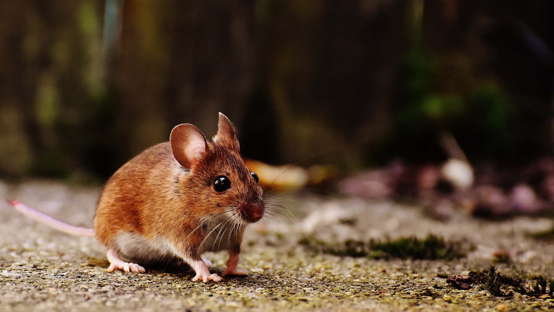 DK英文绘本See How They Grow:Mouse（看小动物成长系列之小老鼠）下载