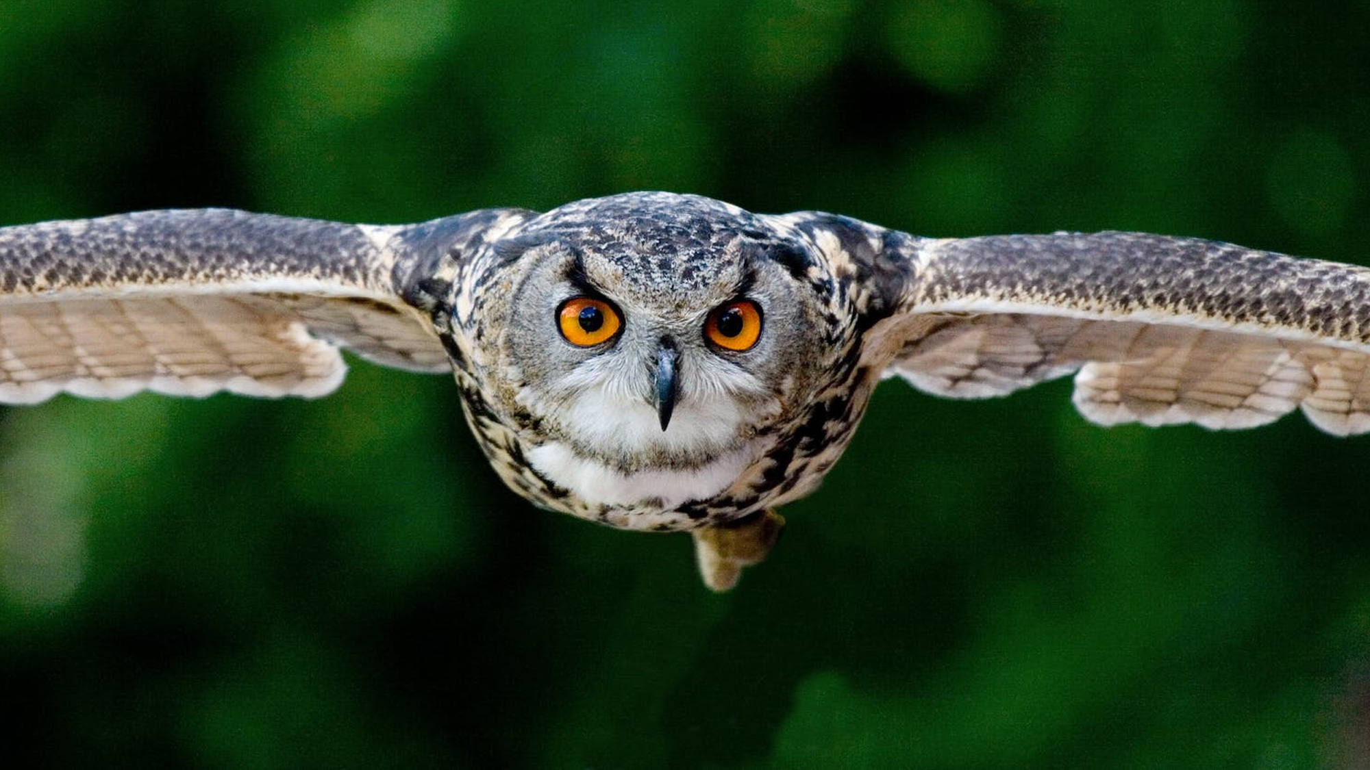 DK英文绘本See How They Grow:Owl（看小动物成长系列之猫头鹰）下载
