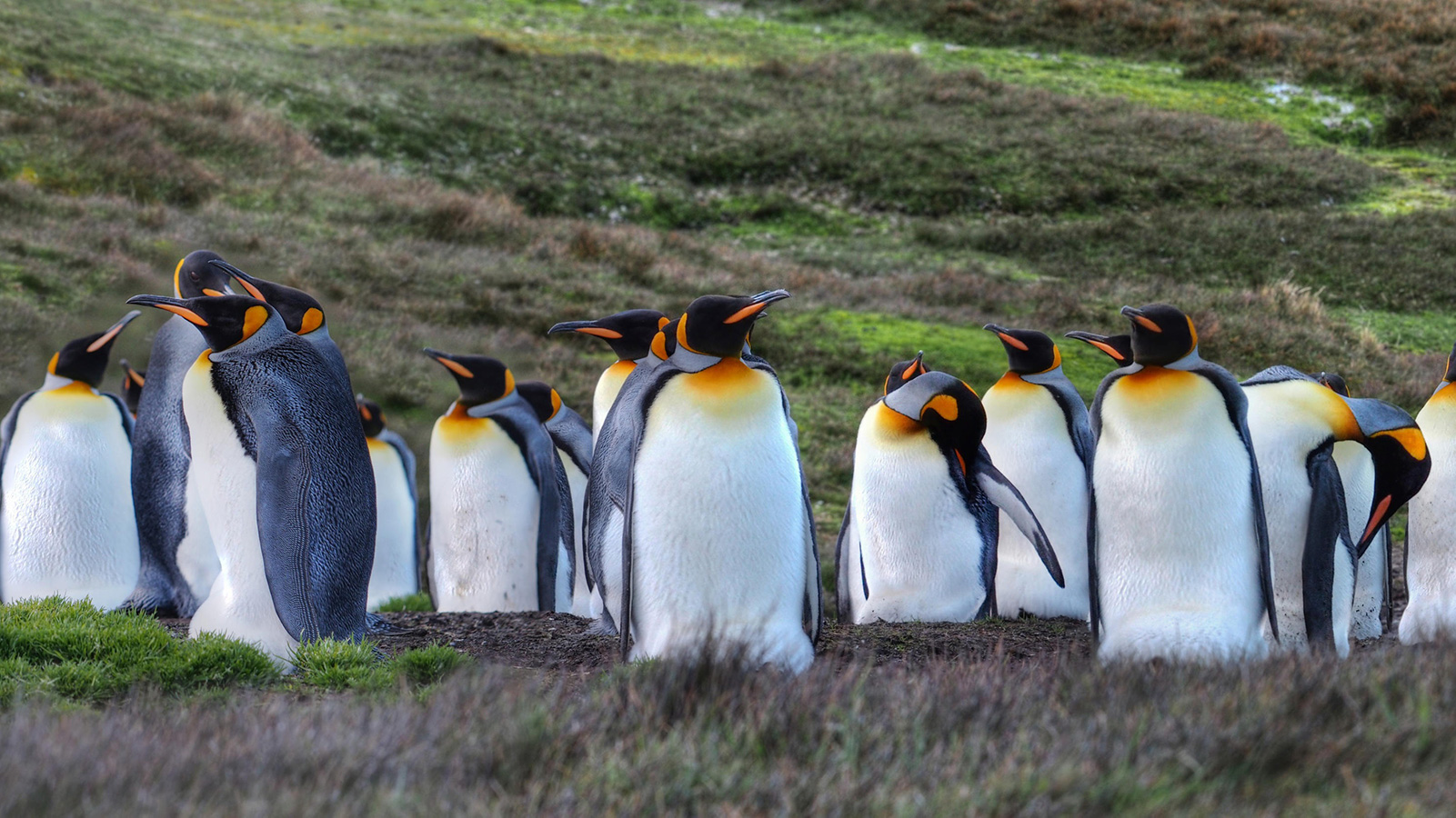 DK英文绘本See How They Grow:Penguin（看小动物成长系列之企鹅）下载
