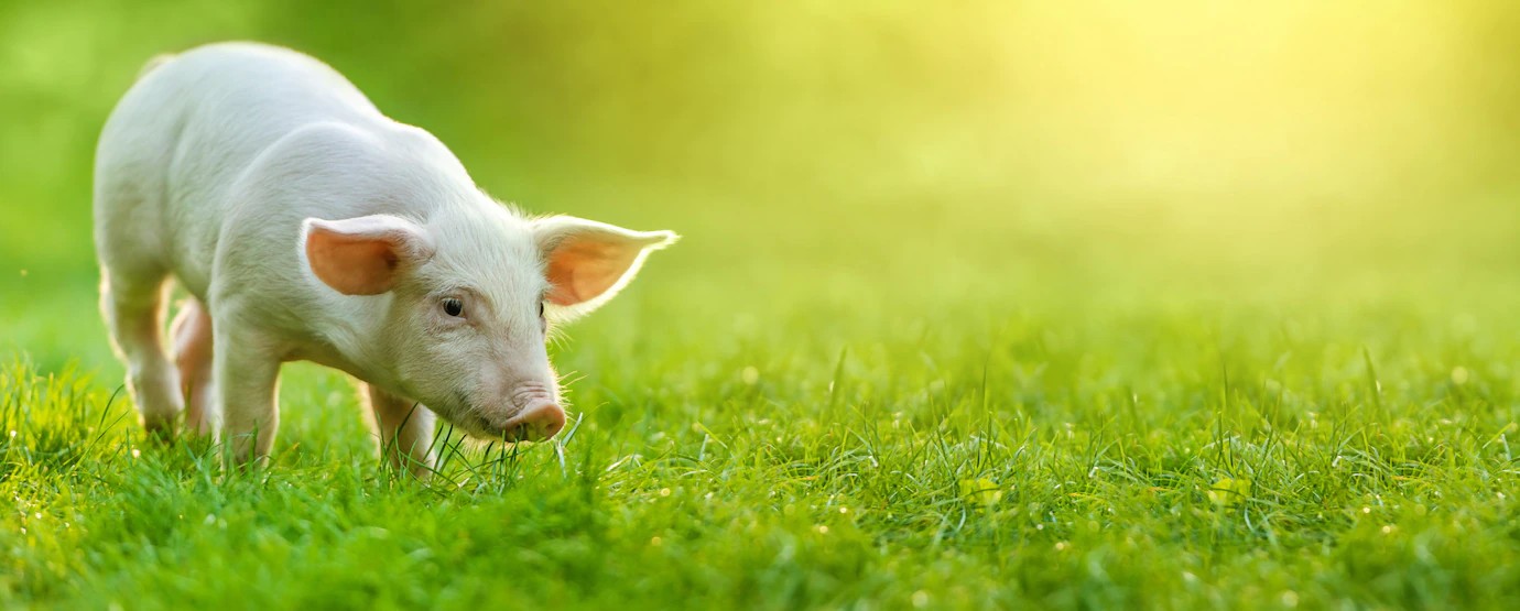 DK英文绘本See How They Grow:Pig（看小动物成长系列之小猪）下载