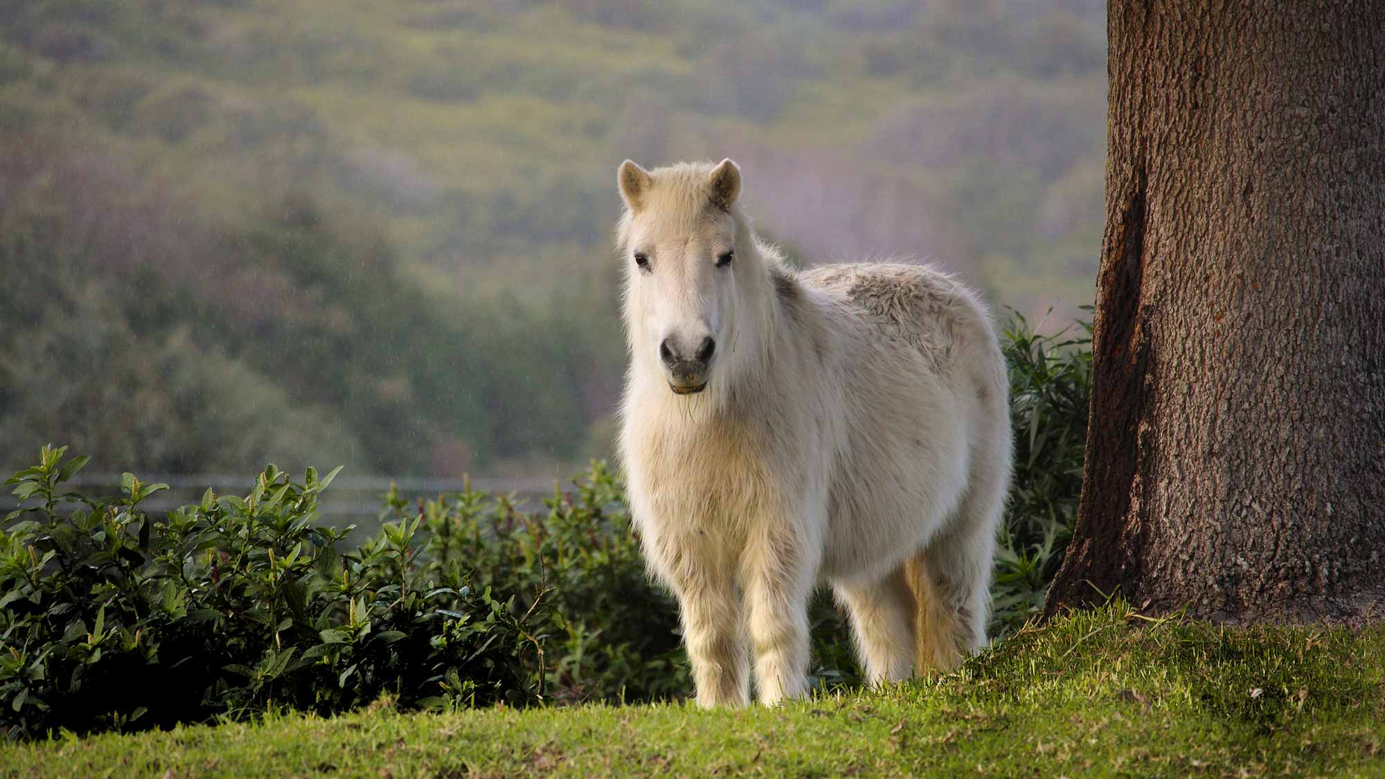 DK英文绘本See How They Grow:Pony（看小动物成长系列之小马）下载