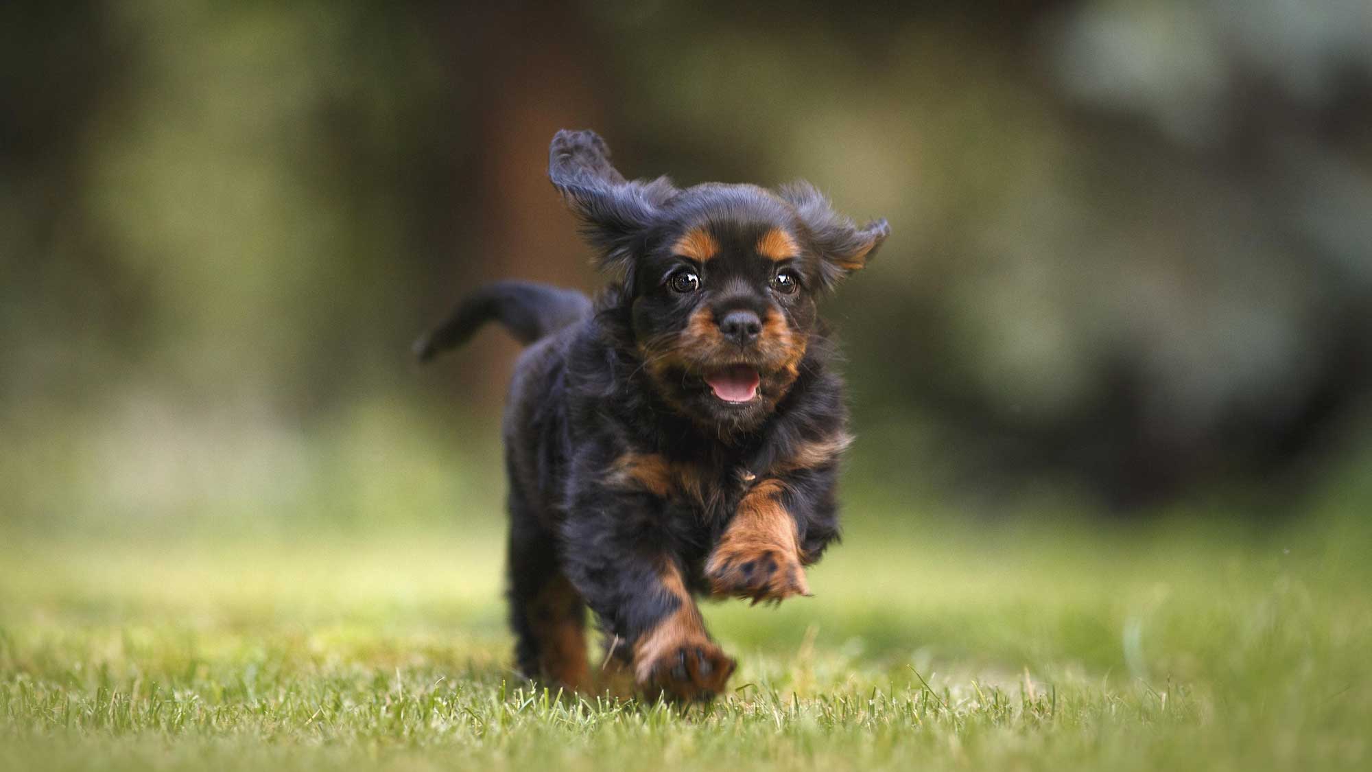 DK英文绘本See How They Grow:Puppy（看小动物成长系列之小狗）下载